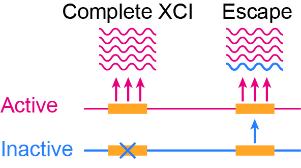 Escape from XCI