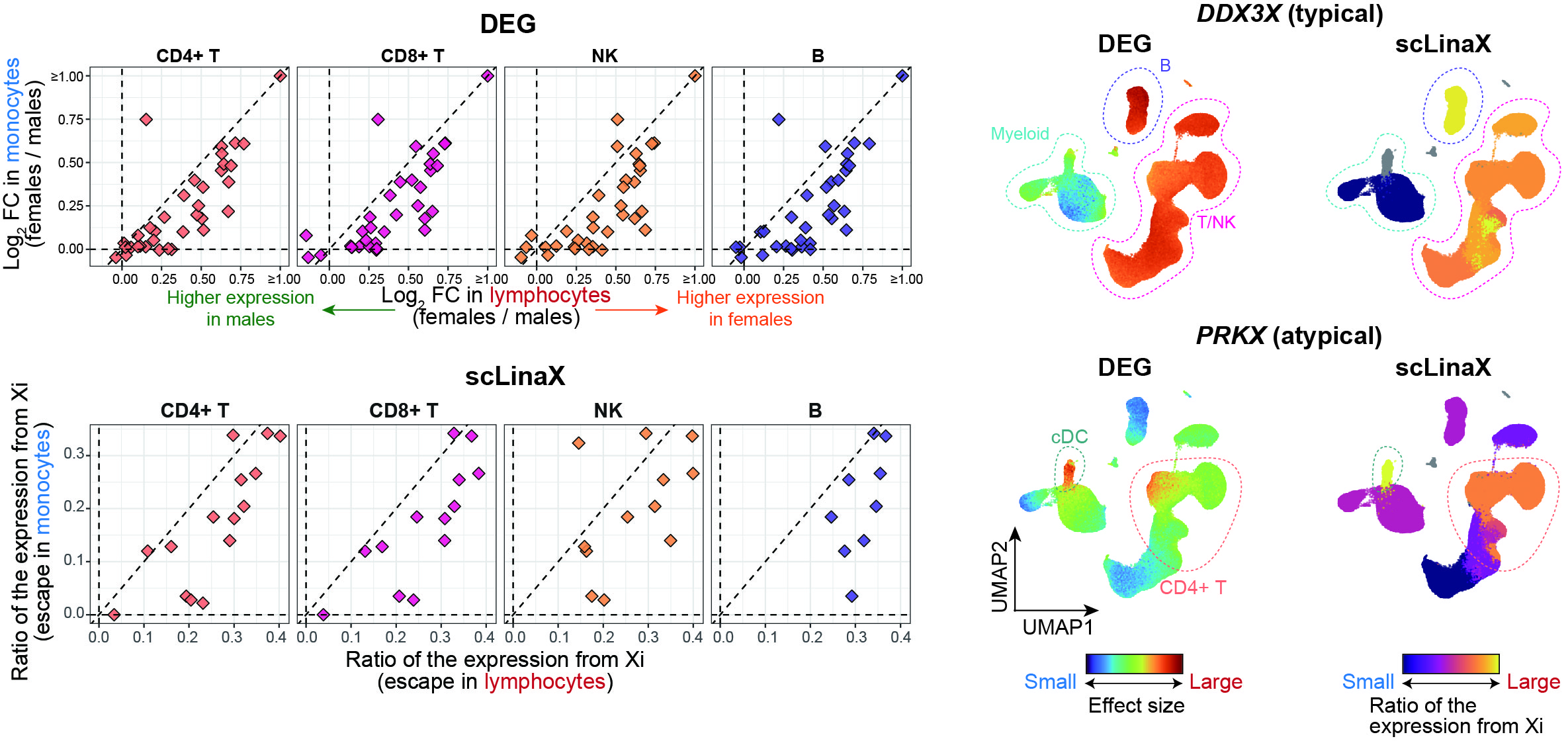 Results of the scLinaX and DEG analyses