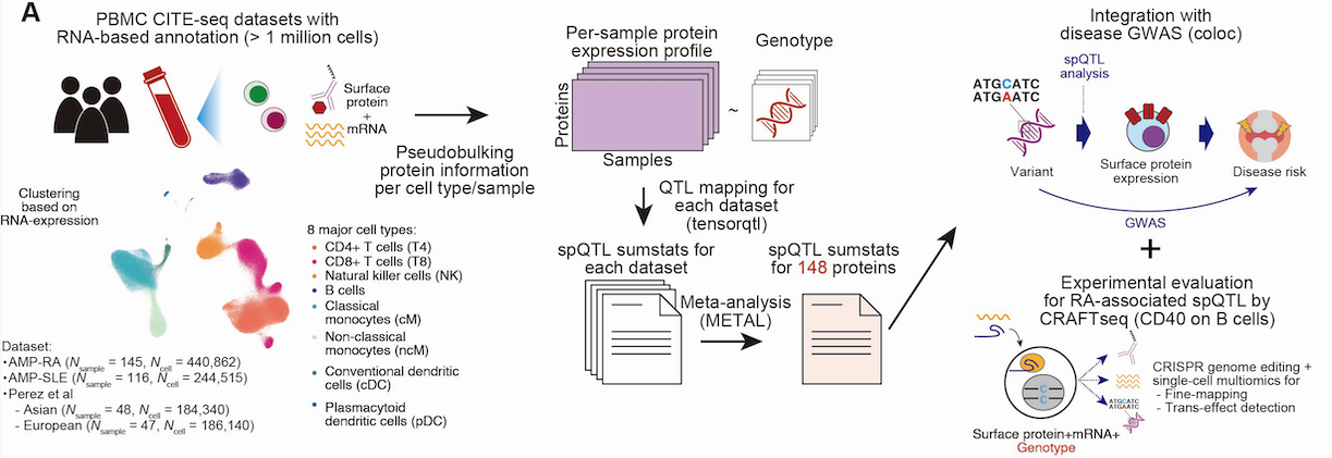 Study overview