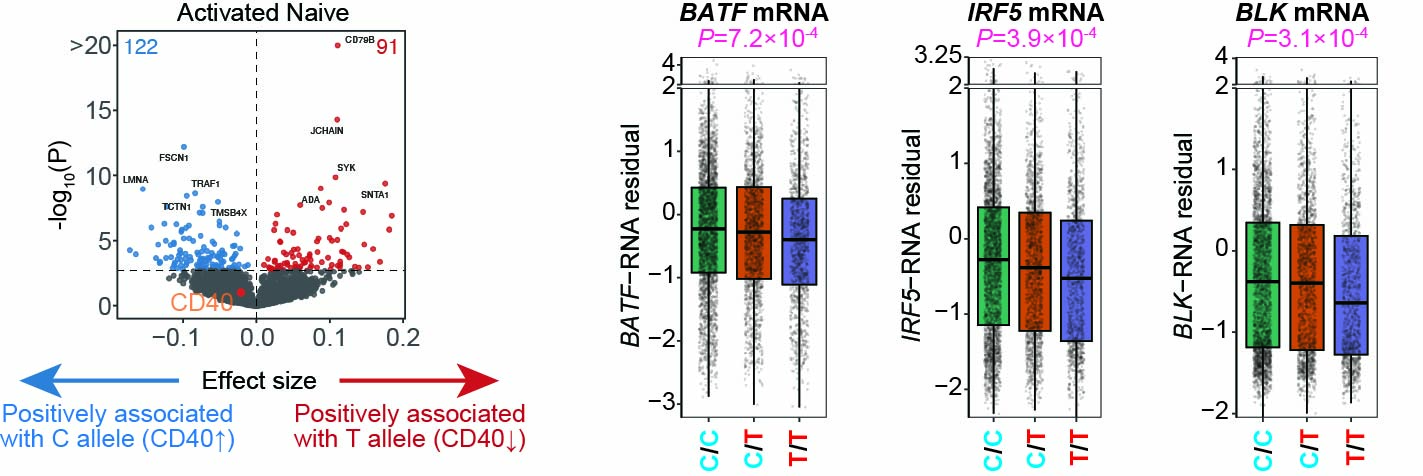 trans-effects